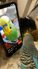 Family captures tender moments with pet parakeets and Pomeranian