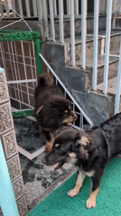 Dogs interact on patio in Haini, India
