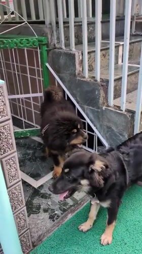 Dogs interact on patio in Haini, India