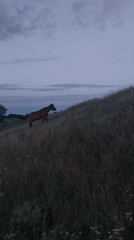 Horse and dog along a Moldovan riverbank on a summer evening