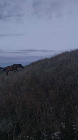 Horse and dog along a Moldovan riverbank on a summer evening
