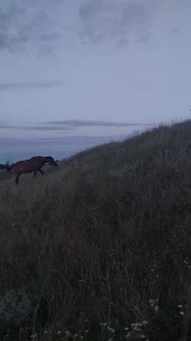 A brown horse stands on a grassy hillside, its head lowered as if grazing. The sky above is a dusky blue with wispy clouds. In the distance, a body of water, likely a river or lake, is visible with trees and a small village along its banks. The overall scene suggests a peaceful, rural landscape at dusk.