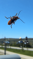 Indoor gaming session and window insect sighting documented