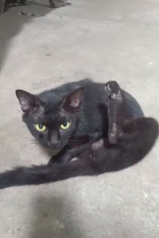 A black cat is lying on its back on a light-colored concrete surface, grooming itself. Its hind legs are extended, and one front paw is raised near its head. The cat's tongue is visible as it licks its fur. The environment appears to be outdoors or in a garage, with a hint of a metal object to the left and a green object at the bottom left corner. The lighting suggests it is daytime.