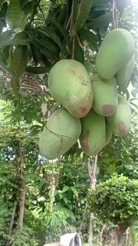 The video shows a cluster of green mangoes hanging from a tree. The mangoes are of various sizes and some have small red spots. One mango in the foreground has a noticeable crack. The background consists of lush green foliage and trees. The video appears to be shot outdoors in natural light.