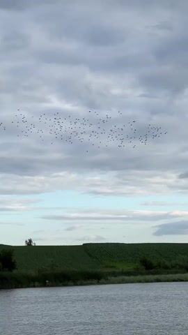 The video shows a flock of birds flying in formation across a cloudy sky. Below the sky is a green, cultivated field, bordered by a body of water. The birds are small specks against the gray clouds, and they appear to be moving from left to right. The water in the foreground is calm, reflecting the overcast sky. The overall impression is one of a peaceful, natural scene.