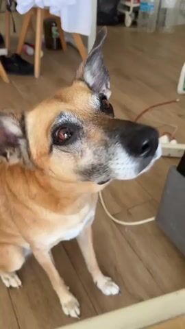 The media shows a close-up of a dog, a medium-sized mixed breed with tan and gray fur, looking up and to its right. Its head is tilted, and its left ear is perked up while the right ear is slightly flopped. The dog has dark eyes and a black nose with some white speckling.

The dog is in a domestic indoor setting with wooden flooring visible. In the background, out of focus, there are glimpses of furniture, including a white chair or stool and what appears to be part of a table. There are also some bottles and a white object that could be a plastic container. A gray object and a power strip with connected cords are also visible on the floor.

The activity captured is the dog being fed. In several frames, a hand is seen offering food to the dog, and the dog is shown taking the food with its mouth, its tongue visible as it licks. The dog's expression appears eager and focused on the food. The lighting suggests it is daytime. There is no visible text in the media. The location context is Aguadulce, Spain, though this is not directly evident from the visual cues alone.