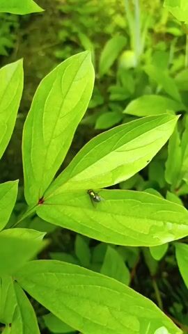 This is a close-up, vertical video of a single fly resting on a large, bright green leaf. The leaf has prominent veins and appears slightly wet, with visible water droplets. The fly is dark and iridescent, positioned in the center of the leaf. The background is blurred and consists of more green foliage, suggesting an outdoor, natural environment. The camera is stationary, focusing on the fly and the leaf.