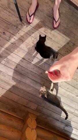 A top-down shot shows three cats vying for a treat on a wood-planked floor with sunlight coming in from the left. A person in burgundy flip-flops stands near the top of the shot. A tan arm reaches into the shot to offer the cats a pink-colored treat. One cat is black, and the other two are grey with tabby stripes.