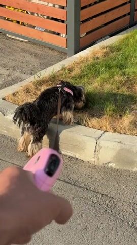 A small, black and tan dog on a dark leash sniffs the grass next to a concrete curb. The dog is wearing a pink collar with a small embellishment. The person holding the leash is partially visible in the foreground, their hand holding a pink object, possibly a phone. In the background, a wooden fence with metal posts encloses a yard with green grass. The scene appears to be outdoors on a paved surface, likely a sidewalk or street.
