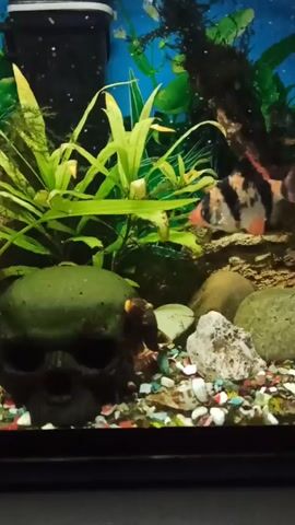 The video shows a fish tank. Inside the tank are several fish with black and orange stripes, swimming around. There are also plants, rocks, and a skull decoration on the bottom of the tank. The bottom of the tank is covered with a mixture of colored pebbles and small shells. The background of the tank is blue. There is a filter attached to the back of the tank. The camera angle appears to be eye level with the tank.