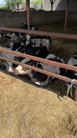 The video shows a group of young cows, also known as calves, in a barn. They are of various colors, predominantly black and white, and white. Most of the calves are lying down on a bed of straw. Some calves are standing and looking around. They all have yellow ear tags. The barn appears to be an open-sided structure with a metal roof supported by wooden and metal beams. There are wooden and metal fences separating different areas of the barn. The environment outside the barn seems to be rural with some trees and fencing visible. The lighting suggests it is daytime.