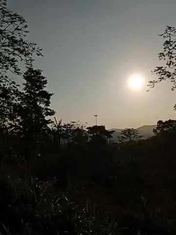 A video captures a silhouette of a tall, thin tree against a bright sun in the sky. The sun is positioned slightly to the left of the tree and is radiating light. The background is a hazy sky with a soft gradient. Below the tree, there are other silhouetted trees and foliage, creating a dark, dense forest scene. The foreground shows blades of grass and other vegetation in silhouette. The overall impression is a landscape view at either sunrise or sunset.