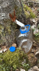 Spring rural life: sap collection and chicks in Belaya Gora