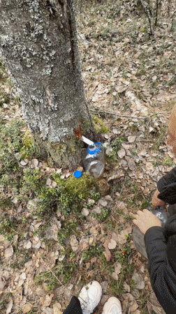 Spring rural life: sap collection and chicks in Belaya Gora