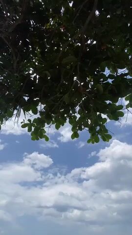 The video shows a view from under a tree with green leaves, looking out towards a beach and the ocean. The sky is blue with white clouds. The ocean is calm and a light blue color. The beach is sandy and there are some small boats visible in the water. There are also a few people walking on the beach. The scene appears to be peaceful and serene, suggesting a tropical or coastal location.