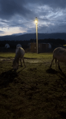 Two horses graze at dusk in rural Tyulyuk field