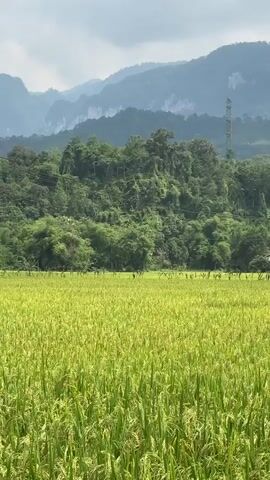 A person with long, dark, curly hair and a beard, wearing a red top, is seen emerging from and then submerging into a vibrant green rice field in Ngọc Đường Commune, Vietnam.

At the beginning of the video, only the person's head and shoulders are visible as they crouch amidst the tall rice plants. They then rise, looking directly at the camera with a neutral expression, before crouching back down and disappearing completely into the field. The rice field itself is lush and extends across the foreground, with mature plants showing hints of yellowing grains.

In the background, rolling hills covered in dense green trees rise, meeting a distant range of grey-blue mountains under a bright, partly cloudy sky. A tall, slender power line tower is faintly visible on the right side of the frame, silhouetted against the mountains. The scene depicts a serene rural landscape, likely during a sunny day.