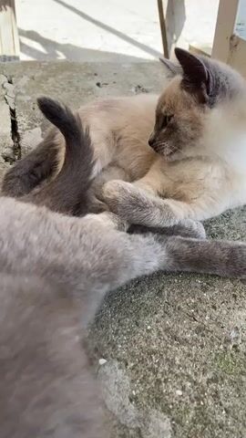 Two cats are lying on the ground outdoors. One cat, with cream-colored fur and dark points on its ears and face, is lying on its side, curled up and facing away from the camera. Its front paws are crossed. The other cat, with gray fur, is lying on its back in front of the first cat, obscuring its body. The gray cat's tail is curved over its chest and touching the cream-colored cat's head. The cream-colored cat is grooming itself, licking the gray cat's tail. The ground appears to be made of concrete and there is a white object and some debris in the background. Sunlight is casting shadows on the ground.