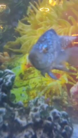 A fish with blue spots swims in an aquarium with yellow and green coral.