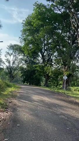 The media file depicts a picturesque scene of a paved road winding through a lush, green landscape. Towering trees with dense canopies line both sides of the road, casting dappled shadows on the asphalt. The sunlight filters through the leaves, creating a serene and peaceful atmosphere. The sky is bright and appears to be clear, suggesting a pleasant day.

On the right side of the road, a white circular sign with a black border and a red diagonal line through it is visible, likely indicating a restriction or prohibition. In the distance, the road curves out of view, hinting at a journey ahead. The vegetation is vibrant and healthy, with green grass growing along the roadside and foliage covering the surrounding terrain.

The time of day appears to be either early morning or late afternoon, given the angle of the sun and the length of the shadows. The overall mood conveyed is one of tranquility and natural beauty. There are no people or animals visible in the media file. The location context is Gudang Batu, Indonesia, which aligns with the tropical-like vegetation.
