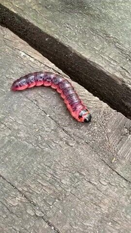 A plump, segmented caterpillar with a pinkish-red body and black head is crawling across a weathered wooden surface. The caterpillar is positioned diagonally, with its head to the right. The wooden surface appears to be composed of planks with visible grain and some wear. A dark, rough-textured object, possibly a piece of wood or bark, runs across the top of the frame, out of focus. The lighting suggests an outdoor environment.