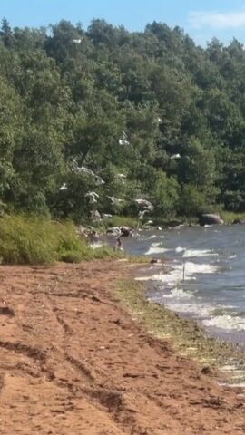 A flock of seagulls flies over a body of water near a wooded shoreline. The water is choppy and there are waves crashing onto a sandy beach. A single, larger dark-colored bird is also visible near the water's edge. The sky is clear and blue.