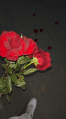 Red roses left on street in Zlatograd, Bulgaria
