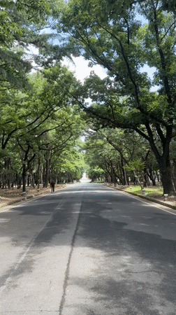 Walking a canopied road toward a distant white structure in Gyeongju