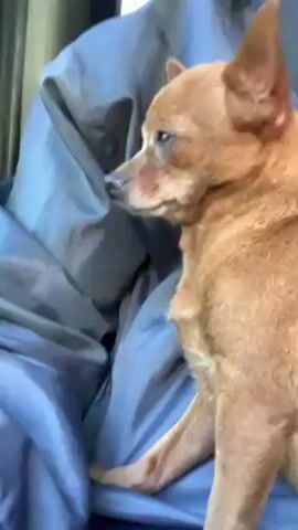 A brown Chihuahua mix with upright ears sits on a blue waterproof or nylon-type material. The dog is looking towards the side. The video seems to have been taken inside of a car.