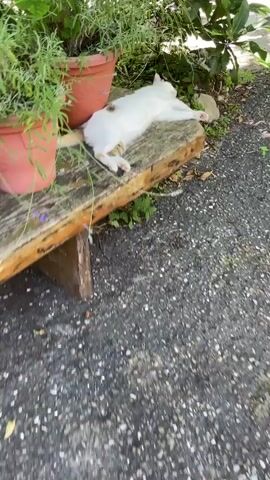 A white and brown cat lies on its back on a weathered wooden bench in an outdoor setting. The cat's eyes are closed and it appears to be sleeping or relaxing. Green plants are visible in the background, as well as a terracotta pot. The ground is covered in dark gravel. The video is shot from a slightly elevated angle, looking down at the cat.