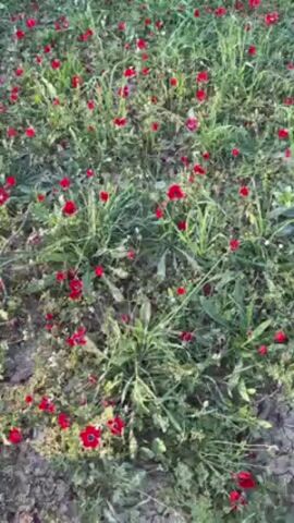 The video shows a field of wild red anemone flowers interspersed with green grasses and weeds. The camera is at eye level and provides a view of the ground covered in vegetation. The lighting suggests it is daytime, likely late afternoon, with the sun casting subtle shadows. The ground beneath the plants appears to be dry earth. There are no people or other objects in the frame. The scene is static, with no camera movement or action taking place.