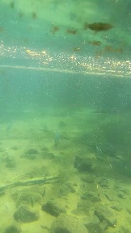 Okay, here is a concise description of the video:

The video shows an underwater scene. The water has a greenish tint and contains particulate matter suspended throughout. The sandy bottom is scattered with rocks and a fallen branch. Several small fish are visible swimming near the bottom of the frame, and reflections of light and objects from above are visible at the water's surface. At the beginning of the video, garbled human voices can be heard.