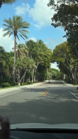 The video shows a street scene, recorded from inside a car, driving toward a white vehicle. The road is lined with tall palm trees and other lush greenery on both sides, creating a tunnel-like effect. The sky is blue with scattered white clouds. The road has yellow lane markings and speed bumps. The car recording the video is moving slowly.