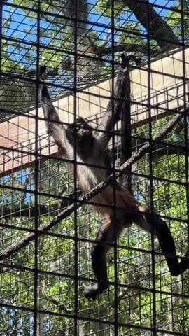 A spider monkey hangs from the wire grid of its enclosure at an outdoor zoo. The monkey has black extremities, a tan underbelly, and a mottled black and white chest.  It has its mouth open, with its tongue protruding from its mouth.  Green foliage and a patch of blue sky can be seen through the wire mesh of the enclosure.  There is a wooden platform that is suspended within the monkey's enclosure.