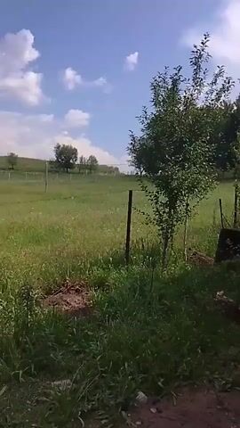 The video shows a rural landscape with trees and a field under a partly cloudy sky. The camera pans across the scene, capturing the green vegetation, fence posts, and distant trees. There is a wheelbarrow visible in the foreground. The sky is blue with large white clouds, suggesting a sunny day. The overall impression is of a tranquil, natural setting.