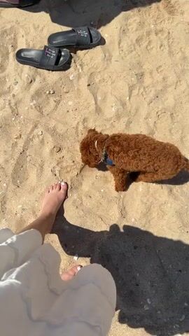 A first-person perspective shot shows a person's bare feet and white skirt on a sandy beach. A small brown poodle wearing a collar and harness is sniffing the sand. Black sandals are visible in the background. The sun casts long shadows.