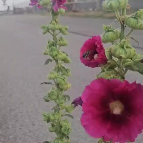 A bee hovers in front of a pink hollyhock flower, then flies into it to gather pollen. The flower is on a tall stalk with green seed pods. The background is a blurry gray road.