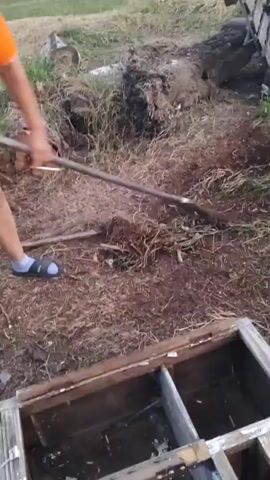 The media file captures a person raking dry grass and debris from a dirt area. The scene appears to be outdoors, likely in a rural setting given the presence of large logs and natural vegetation. The ground is covered in dry leaves, grass, and dirt, indicating a potentially dry or late-season environment. In the foreground, a wooden structure, possibly an old box or frame, is visible, adding to the rustic feel of the location. The lighting suggests it could be late afternoon or early evening. The person, partially visible, is wearing casual clothing and sandals, actively engaged in clearing the ground. The overall impression is one of outdoor work or cleanup in a natural, unmanicured space. There is no visible text in the media file.