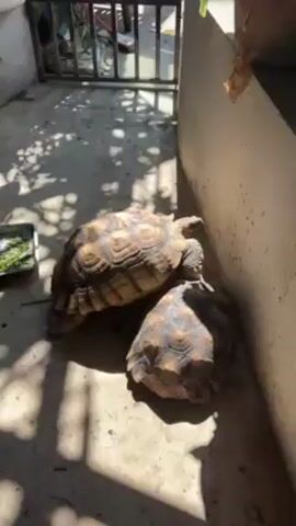 The video shows two tortoises near a wall under dappled sunlight. The larger tortoise is on top of the smaller one, both facing the wall. A metal gate is visible in the background, along with what appears to be some vegetation and a bicycle. The ground is concrete.