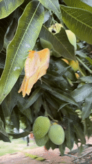 Moth spotted on mango tree during casual afternoon in Jos