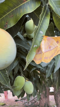 Moth spotted on mango tree during casual afternoon in Jos