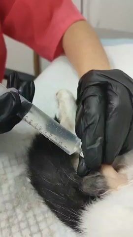A person wearing black gloves is holding a syringe filled with a clear liquid. The syringe is inserted into an animal's hind leg. The animal appears to be white and black. The scene takes place in a medical setting, with a white surface under the animal.