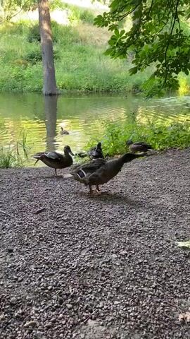 This is a short, vertical video clip filmed in Uman, Ukraine. The subject matter is a group of ducks near the edge of a body of water. In the foreground, the ground is covered in small pebbles and dirt. Several ducks are visible on the shore. One duck in the middle of the frame is facing towards the right, while another duck on the left is facing towards the water, with its wings spread as if about to take flight or having just landed. A third duck stands behind them, facing left. In the background, the water of a pond or lake is visible, with ripples suggesting a slight breeze. The water is surrounded by lush green vegetation, including tall grass and trees. Sunlight filters through the leaves of a large tree in the upper right corner of the frame, creating dappled light on the water and vegetation. The overall scene suggests a tranquil, natural setting, likely a park or nature reserve. The time of day appears to be daytime, with bright lighting. The weather seems pleasant and conducive to outdoor activity, with no visible rain or harsh conditions. No text is visible in the clip.