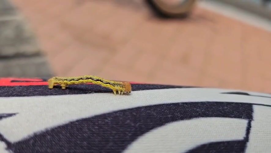 Morning caterpillar sighting and bicycle documentation in Ulsan