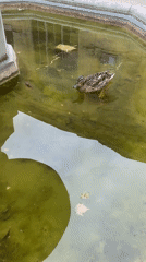 Duck forages in Parisian courtyard fountain during morning hours