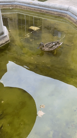 Duck forages in Parisian courtyard fountain during morning hours