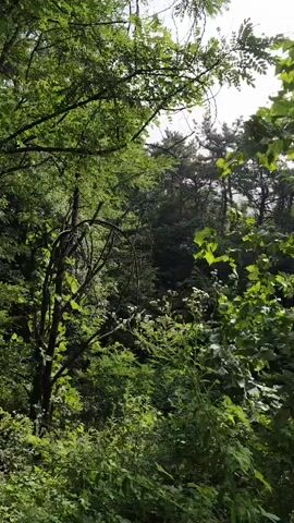 This video shows a dense forest with lush green foliage. The camera is looking upwards and slightly to the right, capturing sunlight filtering through the leaves. There are various trees and undergrowth visible. The scene appears to be a natural outdoor environment, possibly a hiking trail or a wooded area. The lighting suggests it is daytime, with the sun in the upper portion of the frame. No people or animals are visible. The movement of the camera is slow and steady, panning across the scene.