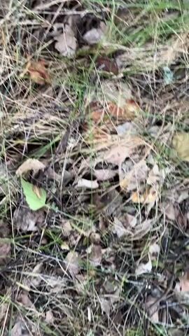 A first-person perspective video captures a hand reaching into a patch of dry grass and fallen leaves to interact with mushrooms. The hand, with its fingers extended, gently parts the foliage, revealing a close-up view of several mushrooms. One mushroom, with a reddish-orange cap, is particularly prominent. The hand then appears to grasp the stem of a mushroom, initiating its extraction from the ground. The focus shifts between the hand and the mushrooms as the action unfolds amidst the natural, forest-floor environment.