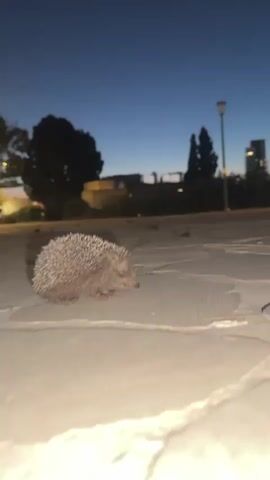 A small hedgehog is shown in profile on a concrete surface. The hedgehog is facing to the right and its eyes are closed. The background is a dusky sky with some trees and buildings visible. The scene appears to be outdoors at dusk or dawn.